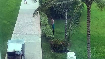 Stumbling Man Trips on Lawn