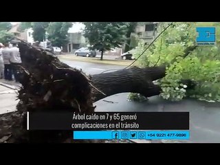 Árbol caído en 7 y 65 generó complicaciones en el tránsito