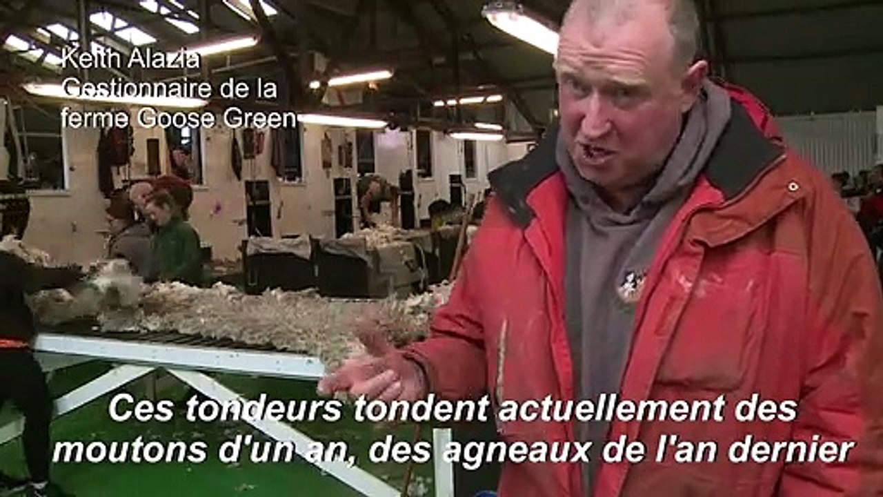 Malouines : de l'île aux moutons au tourisme vert