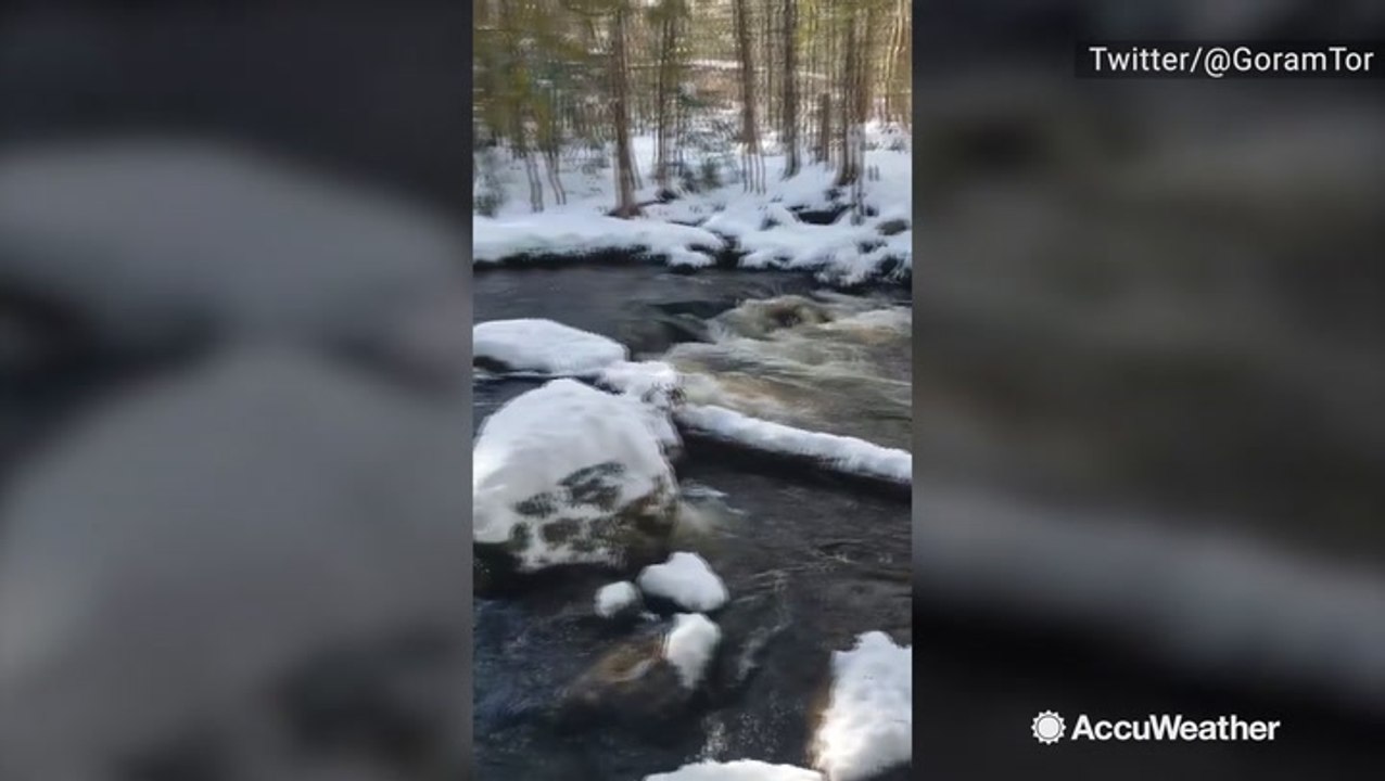 Snowfall makes this forest look magical