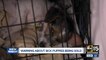 Valley rescue warns about backyard breeders selling sick puppies