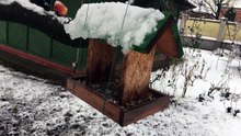 Birds 2