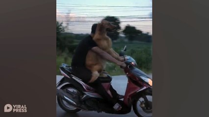 Motorcyclist Rides With Dog In His Lap