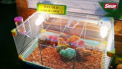 Ketahui peranan PPNJ di HPPNK 2019