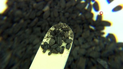 Kazıda bulunan buğday taneleri tam '4 bin 500 yıllık' çıktı