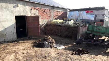 Yılbaşı öncesi Kandıra hindisine yoğun ilgi! Tanesi 250 lira