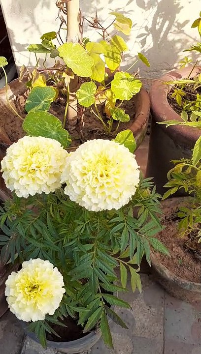 White Marigold