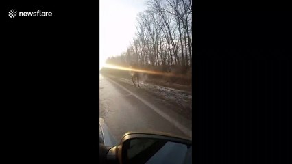 Ferocious wild elk rams cars in Russia during terrifying rampage