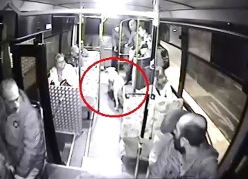 Halk otobüsüne binen sokak köpeği yolcuların maskotu oldu