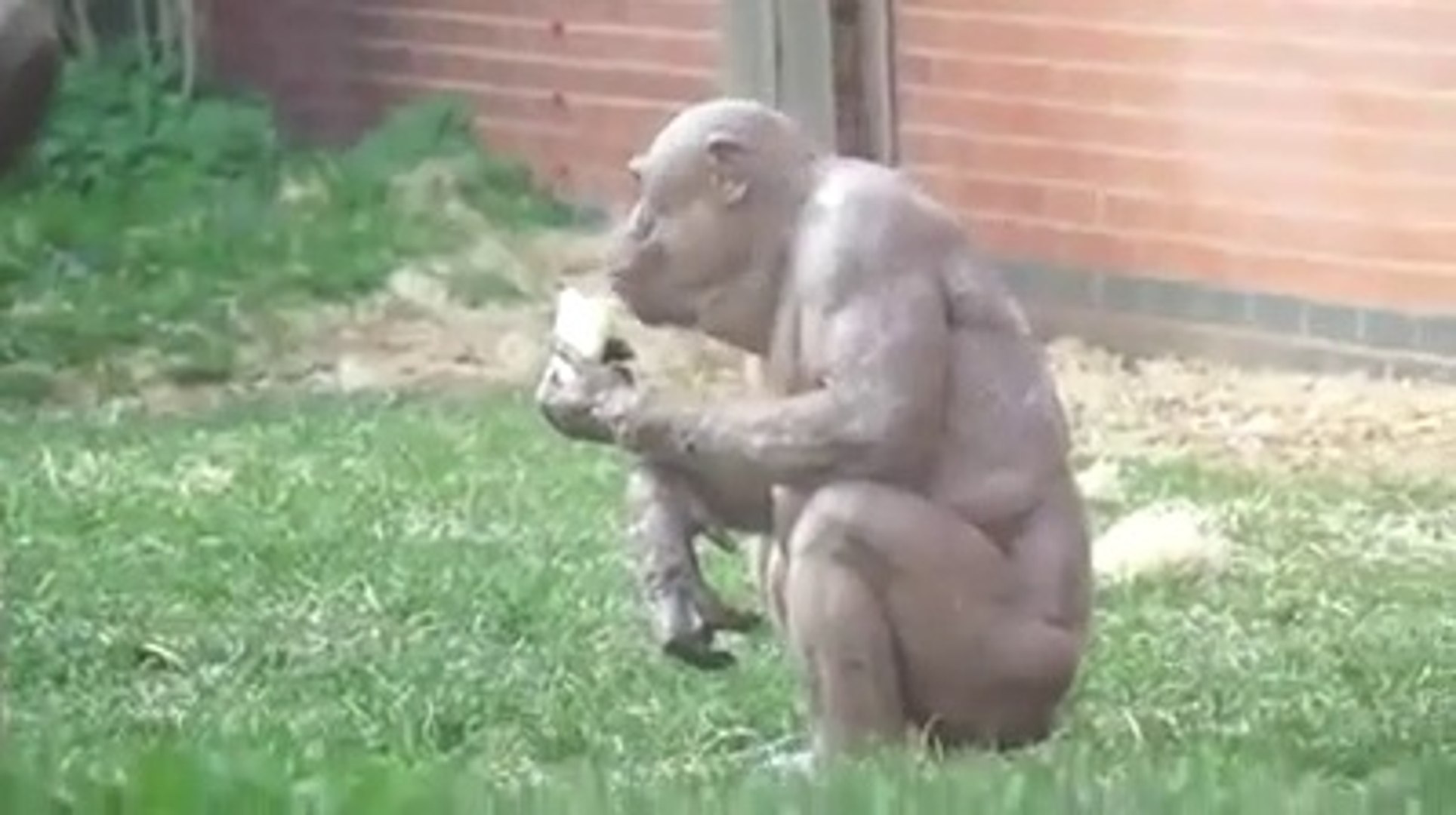 Накаченные обезьяны