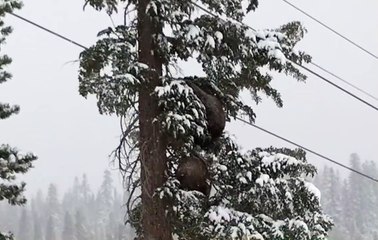 Mother Bear and Cub Spotted by Skiers