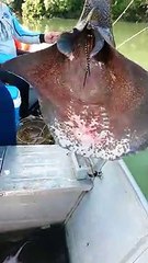 Ils aident une raie à mettre bas de 6 petits et la remettent à l'eau