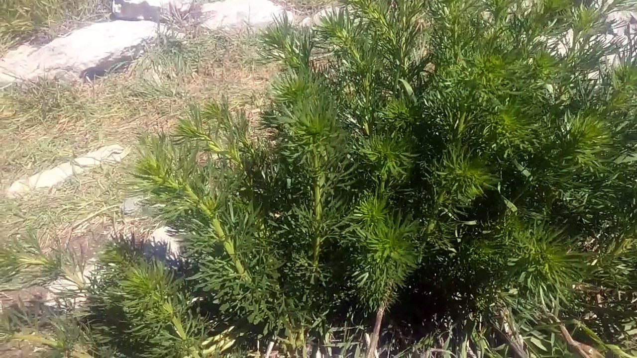 Üzerlik bitkisi otunun faydaları üzerlik otunun tohumları çayının yararları nelerdir dmt formülü