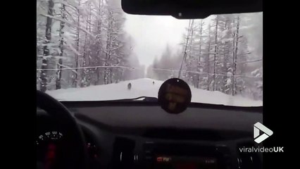 Ils croisent des loups qui courent sur une route enneigée en Russie...