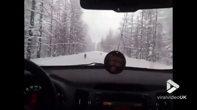 Ils croisent des loups qui courent sur une route enneigée en Russie...