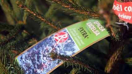 Árvores Natalinas de qualidade