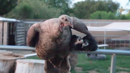 Turkey Raises Baby Peacocks As Her Own