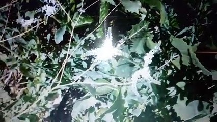 Picaduras de Alacran la planta cola de Alacran