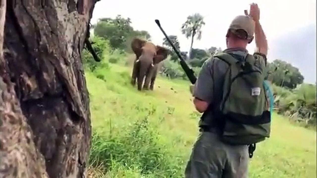 Ce guide de safari stoppe un éléphant d'un simp...
