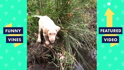 TRY NOT TO LAUGH - TOO CUTE! Funny Pets & Animals