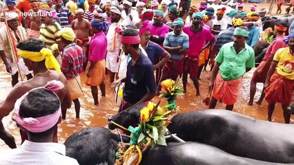 Locals gather to watch traditional buffalo races in southern India