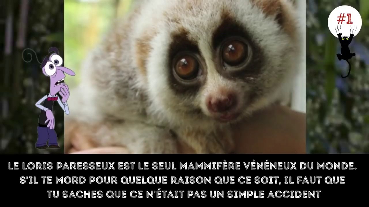 Top 10 D'animaux Adorables Qui Peuvent Pourtant te Tuer