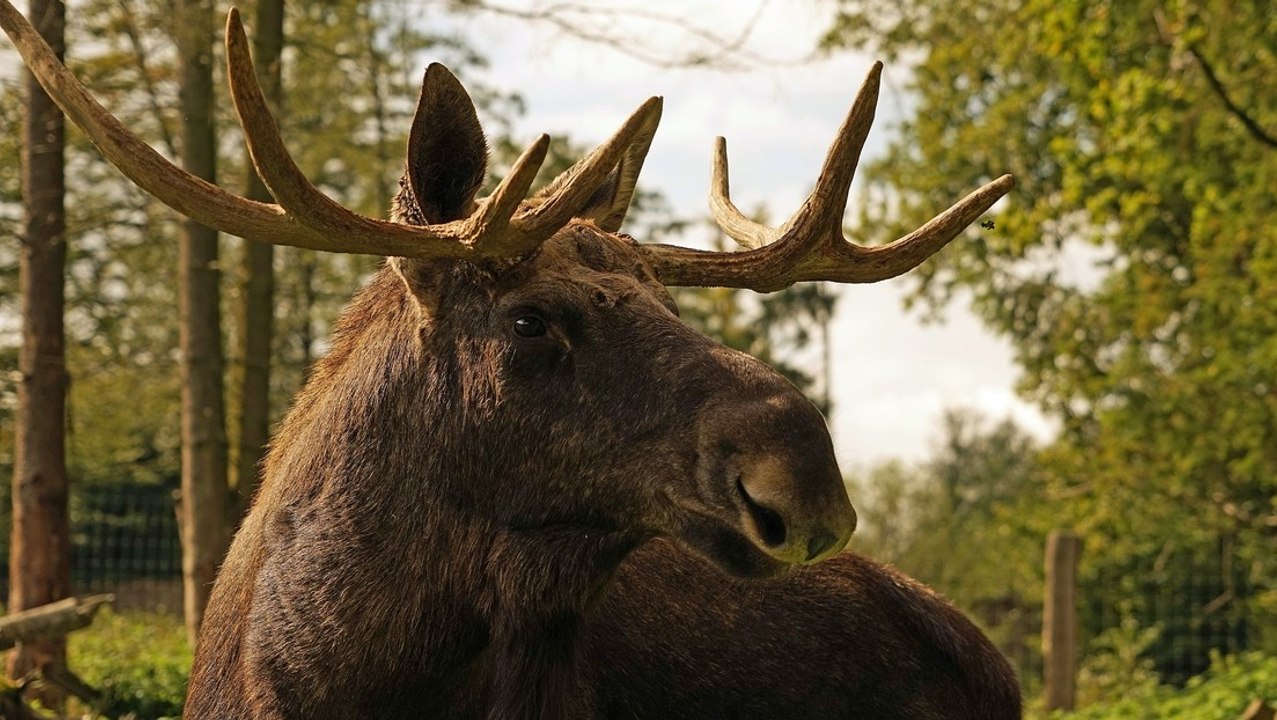 Este cabreado alce ataca con sus cuernos a un coche