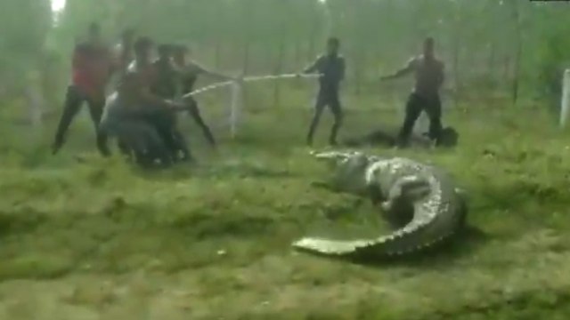 12-foot-long crocodile rescued from Raval village of Vadodara Gujarat, Watch Video | OneIndia News
