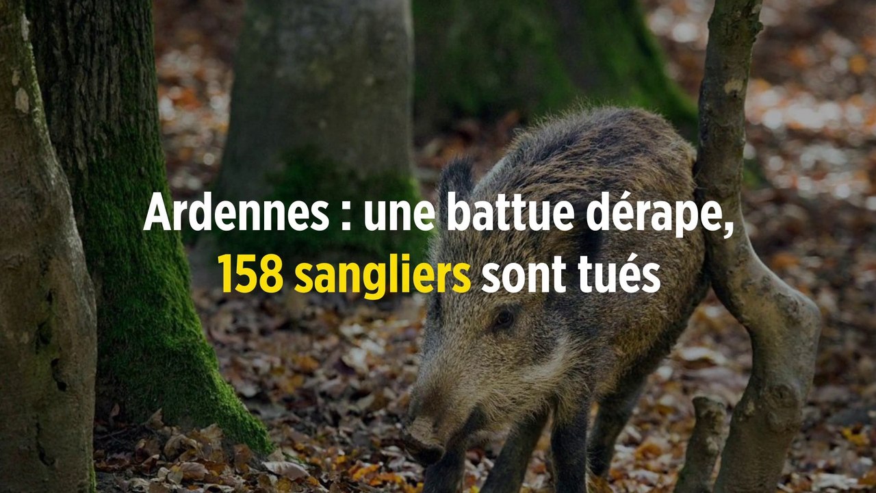 Ardennes : une battue dérape, 158 sangliers sont tués