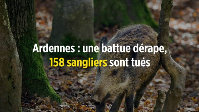 Ardennes : une battue dérape, 158 sangliers sont tués