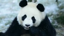 Dos osos panda disfrutan de la nieve y el bambú en China