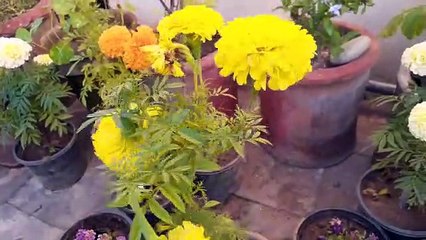 Winter flowers  of My tearrac garden