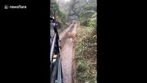 Wild tiger chases safari vehicle full of terrified tourists