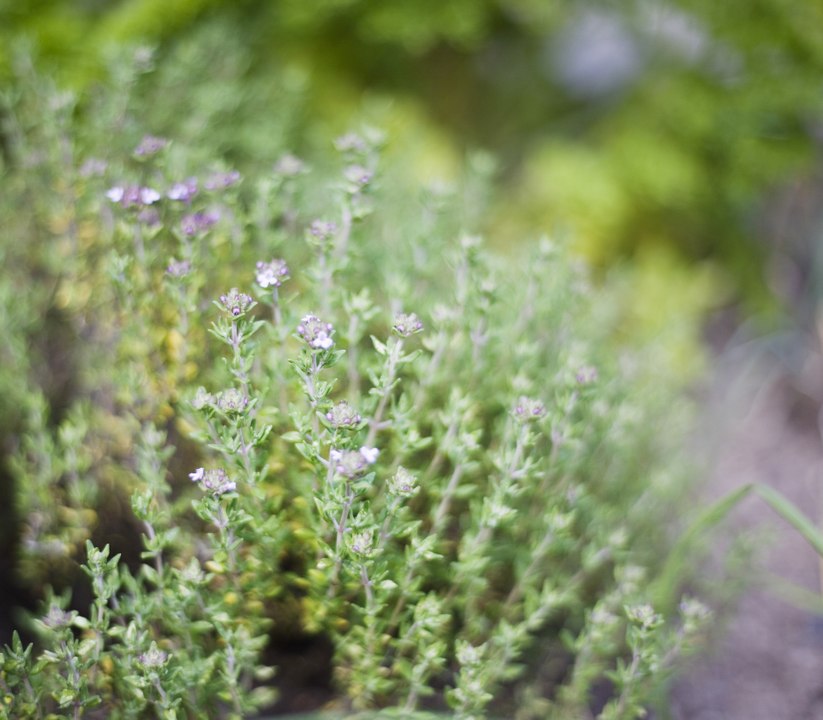 Vos Questions Jardin: Comment conserver du thym en pot