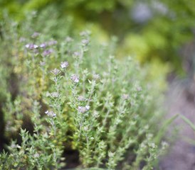 Vos Questions Jardin: Comment conserver du thym en pot