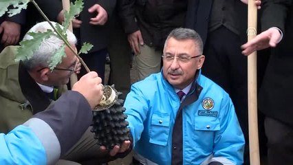 Cumhurbaşkanı Yardımcısı Oktay, trüf ormanı ve trüf mantarının tanıtım programına katıldı (2)