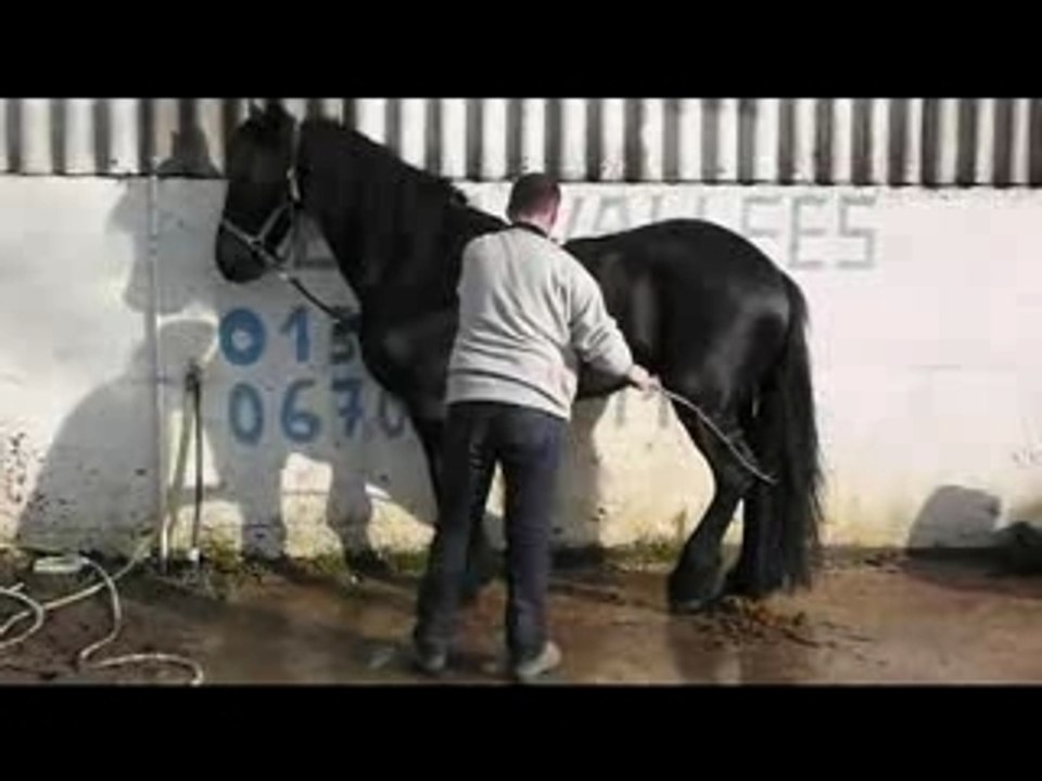 Désensibilisation d'un cheval frison