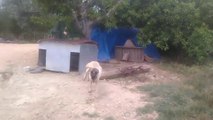 Köpekleri trolleyerek kızdırdım Anadolu aslanini Aksaray Malaklı köpeğini trolledik köpek havlaması