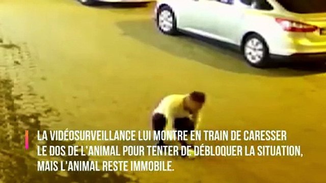 Un passant sauve la vie d'un chat qui s'étouffe après l'avoir vu se tordre sur la route