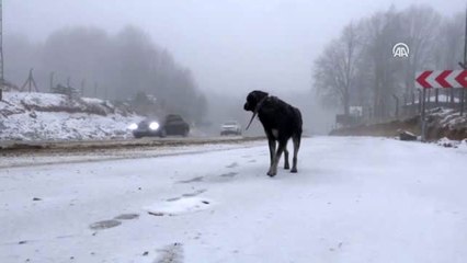 Yüksek kesimlerde kar yağışı etkili oldu