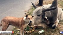 Stray Bull Comforts Stray Dog In Moving Moment