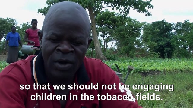 Malawi tobacco pressured as US butts in over labour abuses