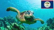 Las 5 tortugas usadas como alimento al rededor del mundo