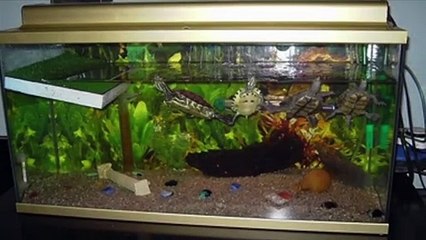 Ventajas y desventajas de tener o no sustrato