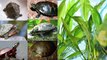 5 plantas que puedes mezclar con tu tortuga