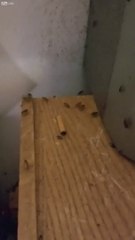 Il filme son appartement et ça grouille de cafards... Répugnant!