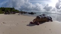 Il pose sa GoPro sur la plage et filme un énorme crocodile