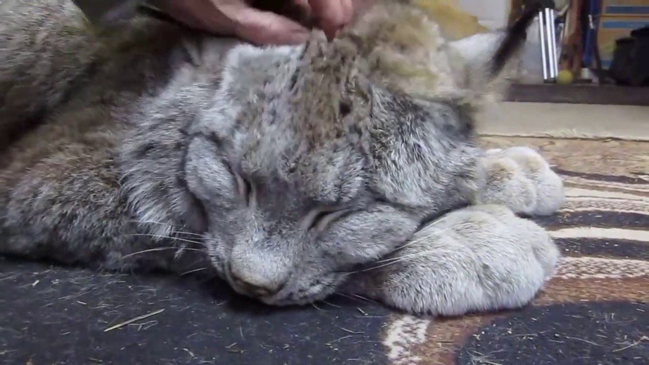 Ceci est un gros chat... un très gros chat. Lyn...