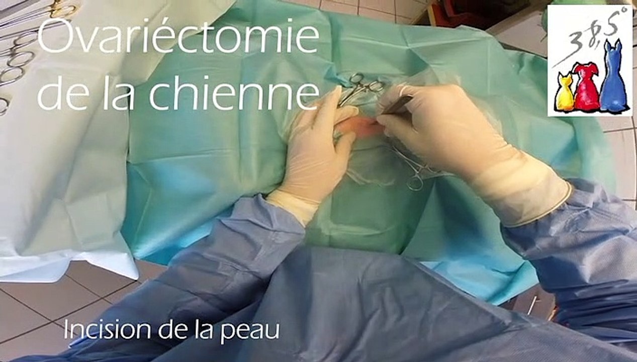 Clinique_Veterinaire_Epinal_Ovario