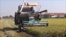 Rice harvesting in Thailand
